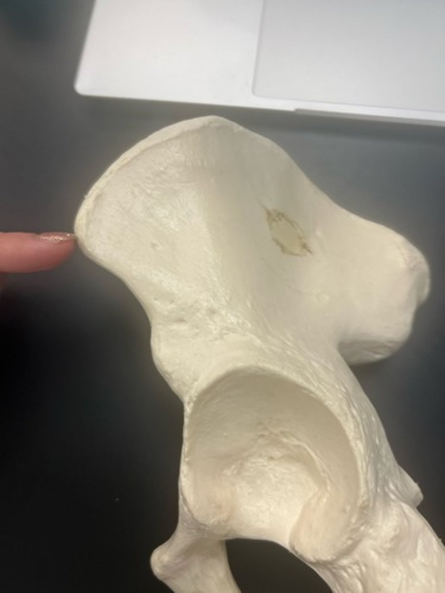 <p>name the bone</p>