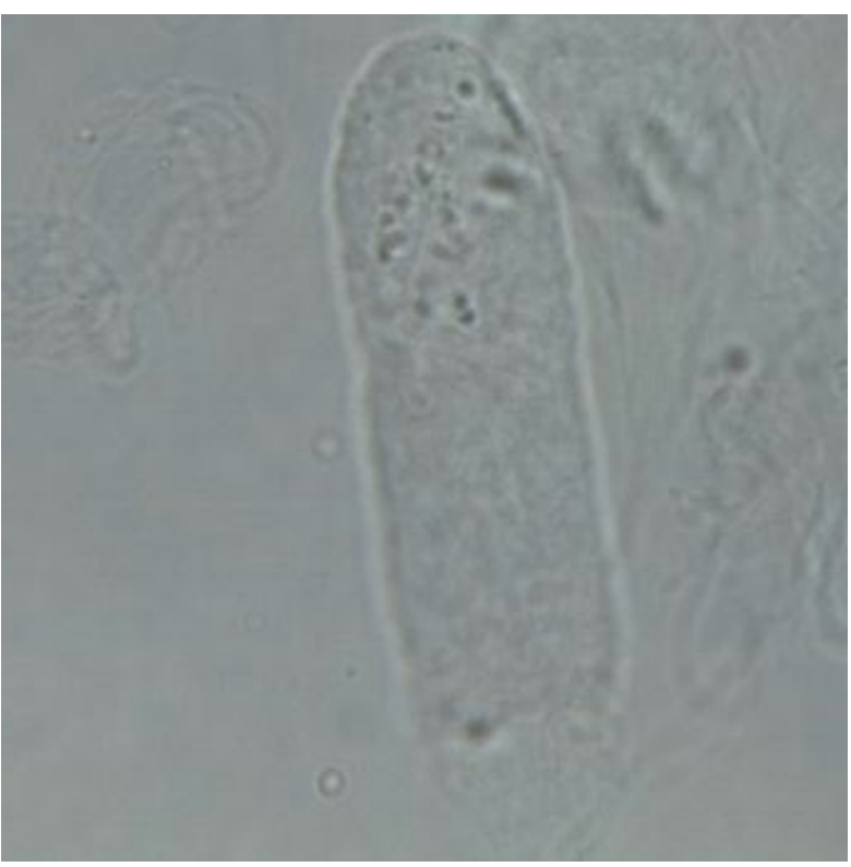 term image