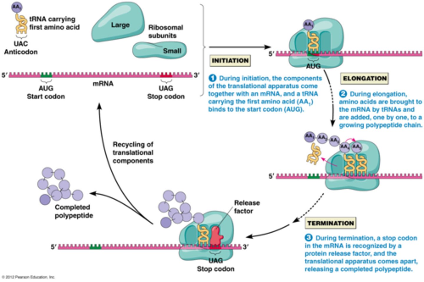 <p>in the cytoplasm: <br>1) initiation, <br>2) elongation, <br>3) termination occur in sequence with 'factors' corresponding to their names ('initiation factors' for example), using GTP to push</p>
