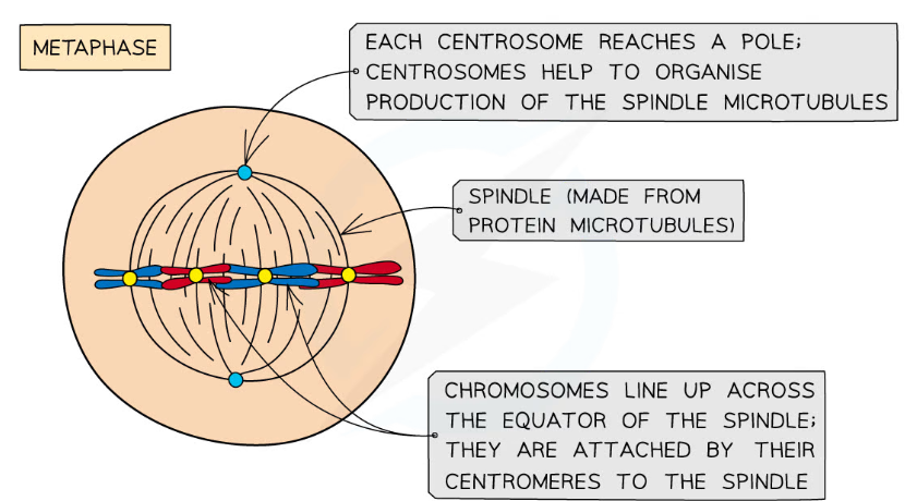 * The **spindle** is completely formed.

\
* Chromosomes line up along the **equator** of the spindle so that they are **equidistant** to the centrosome poles. 
  * *The microtubules attach to the centromere of each chromatid*.