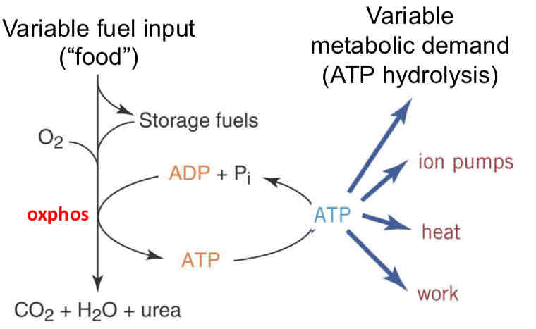 <ul><li><p>take in food/fuel</p></li><li><p>Can store it or oxidize some of it</p></li><li><p>Ox couples to phos of ADP → ATP</p></li><li><p>Controlled by metabolic demand (ion pumps, heat, work)</p></li></ul>