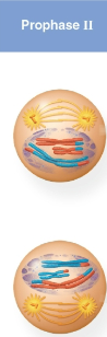 <p>Prophase II</p>