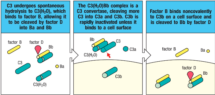 <p>Alternative pathway: </p><ul><li><p>High concentration of C3 undergoes hydrolysis </p></li><li><p>Factor B binds and Factor D cleaves it into Ba and Bb</p></li><li><p>Results in C3(H2O)Bb</p></li><li><p>The complex is a C3 convertase and produces C3a and C3b</p></li></ul><p></p>