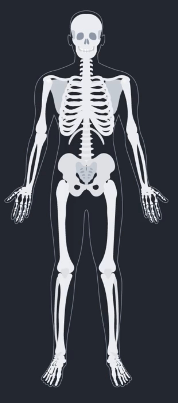 <p>What type of organ system is this?</p>