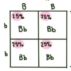 <p>What is the percentile chance of the offspring having brown eyes </p>