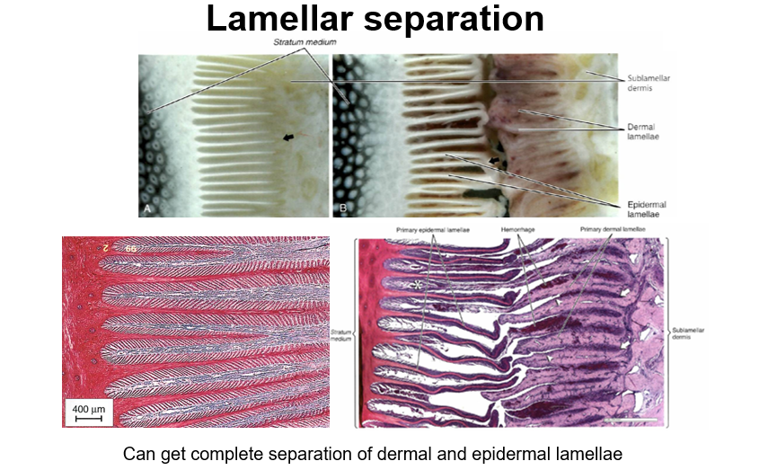 <p>Lack of connection btw hoof and underlying dermis </p>