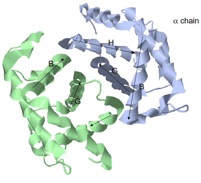 <ul><li><p>4 subunits, 2 alpha with 7 alpha helices and 2 beta with 8 alpha helices</p></li><li><p>dimer of dimers</p></li><li><p>lots of a1b1 contacts (35)</p></li><li><p>a1b2 contacts are very important (19)</p></li><li><p>not so much b1b2 and a1a2 contact since the protein communicates oxygen binding - needs to talk between subunits </p></li><li><p>similar structures between Hb and Mb but only 12% sequence identity</p></li></ul><p></p>