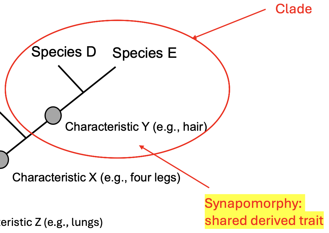 <p>Shared derived trait, shared by a clade (characteristics you use to build the cladogram). </p><p>Eg. hair, four legs, vertebrae, etc.</p><p>Eg. humans and chimpanzees don’t have a tail, it’s a newer development compared to monkeys, so the synapomorphy is the loss of a tail. </p>