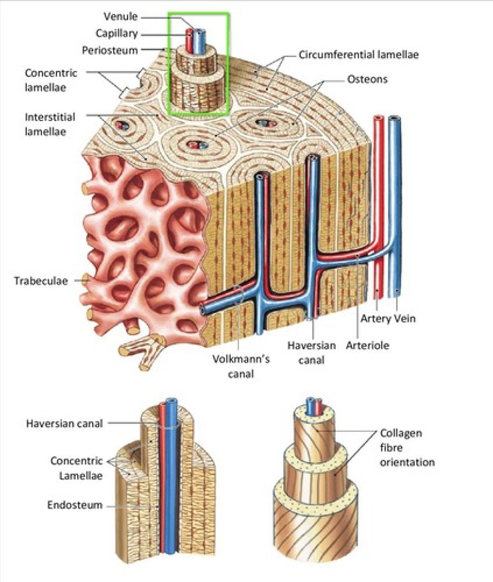 <p>Blood vessels and nerve fibers.</p>