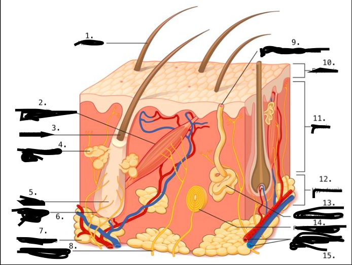 <p>eccrine sweat gland</p>