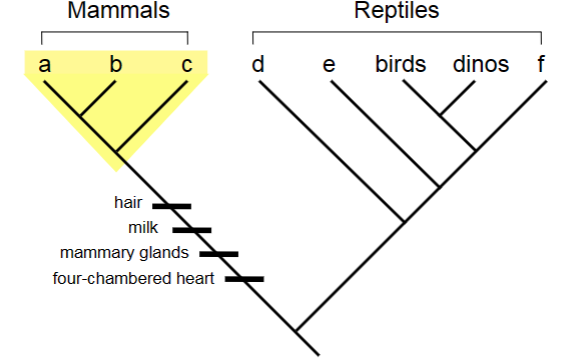 <p>a, b, and c are a ________________ of mammals. </p>