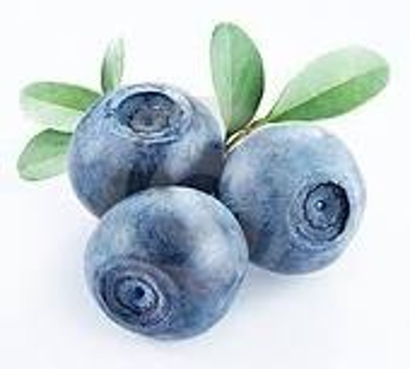 <p>blueberry</p>