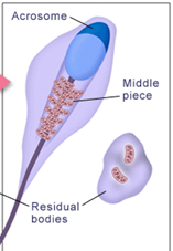 <p>What stage of spermiogenesis is shown in this image?</p>