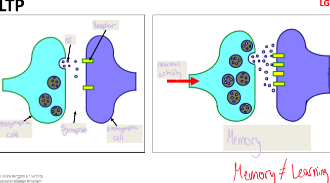 <p>Neuronal activity</p>