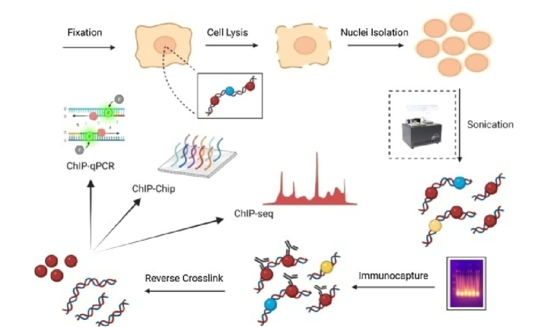 <ul><li><p>technique used to study DNA- protein interactions in cells</p></li><li><p>involves <u>crosslinking</u> proteins to associated DNA, <u>fragmenting</u> DNA,<u> immunoprecipitating</u> protein-DNA complex using antibody, and then <u>analyzing</u> purified DNA</p></li><li><p>allows identification of which proteins are bound to specific DNA regions and can provide insights into gene regulation and epigenetic processes</p></li></ul><p></p>