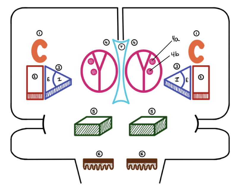 <p>Which basal ganglia structure is labeled 4?</p>