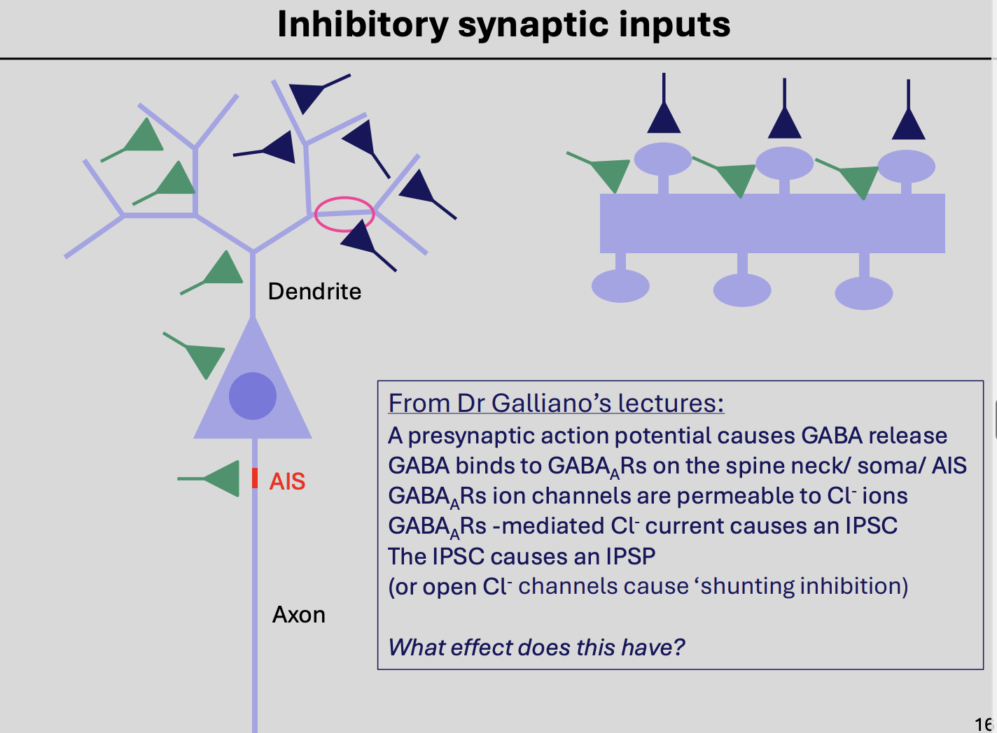 <ol><li><p>presynaptic AP causes GABA release</p></li><li><p>GABA binds to GABA<sub>A</sub>Rs on the spine/neck/AIS</p></li><li><p>GABA<sub>A</sub>Rs ion channels are <strong>permeable</strong> to Cl- ions</p></li><li><p>GABA<sub>A</sub>Rs→ mediated Cl- current cuases an IPSC</p></li><li><p>The IPSC causes an IPSP</p><ol><li><p>or open Cl- channels cause <strong>‘shunting inhibition’</strong></p></li></ol></li></ol><p></p>