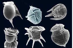 Pesky (annoying) but important 

* Have flagella
* Very diverse
* Common endosymbionts 
* Can have toxins, be bioluminescent 
* Common in “red-tide” events 
* Produce toxins, ingested by shellfish in large quantities 