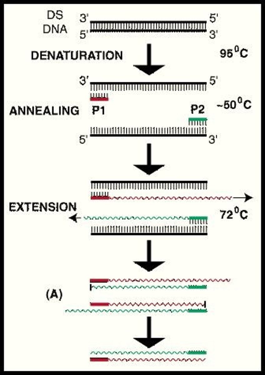 <p>Run DNA thru Thermal cycler to make more copies of DNA (polymerase chain reaction aka DNA replication)</p><p>1. Denaturing (separate strands)</p><p>>95C strands separate bc H-bonds brk</p><p>2. Annealing (stick to)</p><p>>55C primers binding template</p><p>3. Extension</p><p>>72C synthesis of new strand</p><p>*taq polymerase reads template and makes new strand</p>
