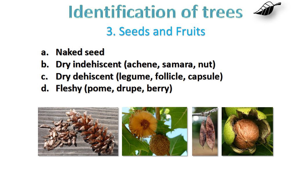 <p>seeds </p>