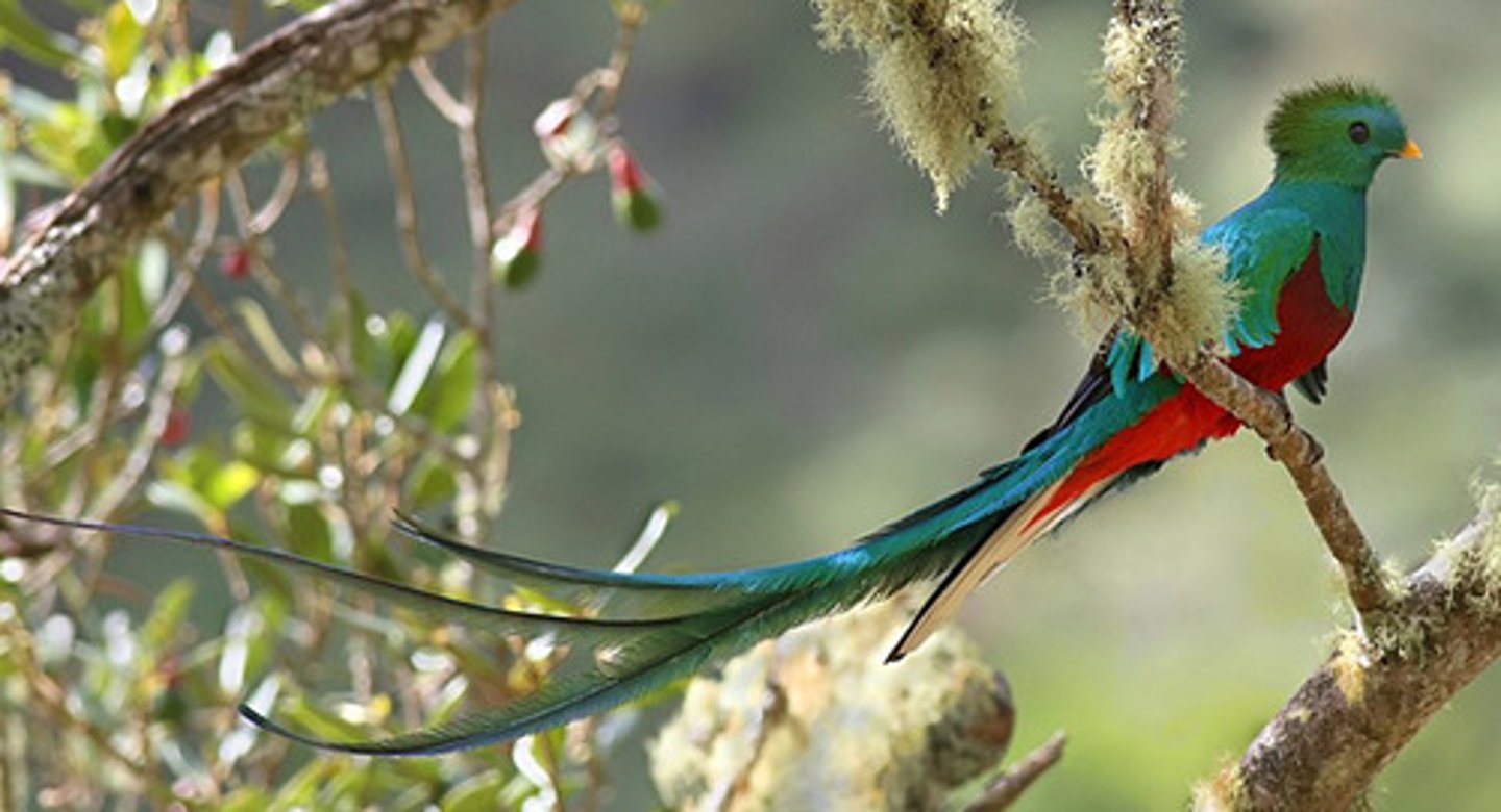 <p>el quetzal</p>