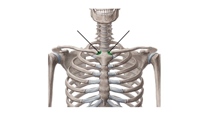 <p>What structure is highlighted in green?</p>