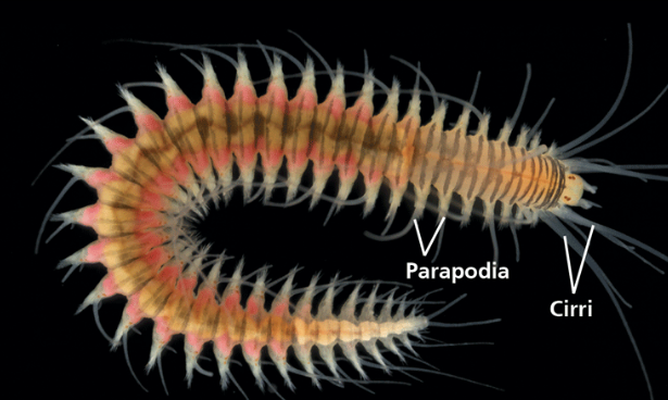 <p>Describe an ecosystem service attributed to <span>Annelida</span></p>