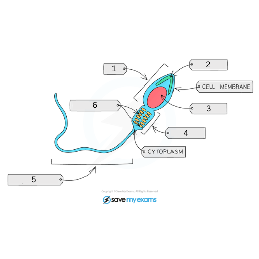 <p>This is the male gamete (sperm cell). Name labels 1-6 and explain the function of all the labels, but 1 and 4</p>