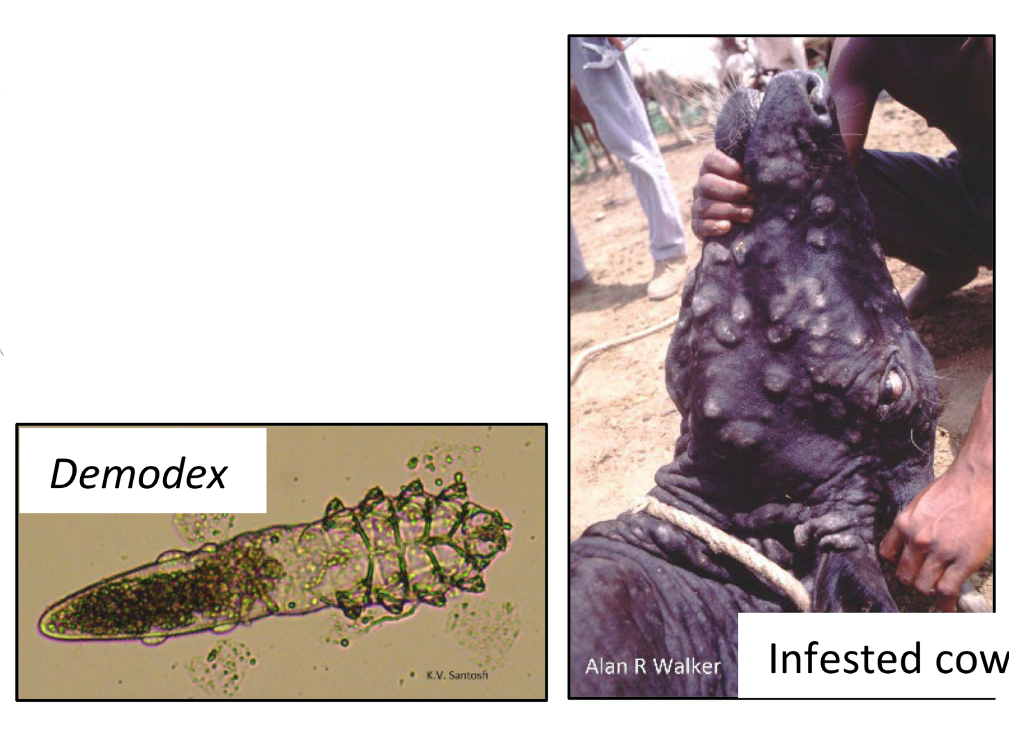<p>What order does follicle mites belong to ?</p>