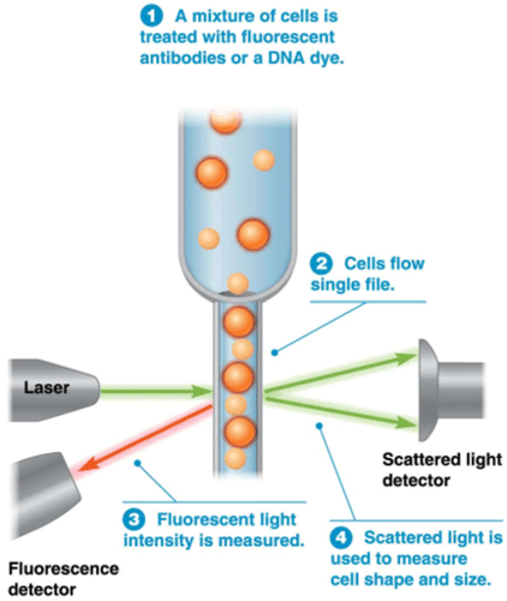 <p>•mengsel van verschillende celtype's (bv bloedstaal)</p><p>•deze gaan door een dun buisje waar slechts 1 cel door kan</p><p>•Flow cytometrie laat meting toe van optische (celvorm en -grootte) en fluorescentiekarakteristieken van individuele cellen in suspensie.</p><p>•Fluorescente kleurstoffen voor nucleïnezuren (Bv. propidium Jodide voor DNA) en eiwitten (Bv. fluorescent gemerkt antilichaam tegen oppervlaktereceptor).</p><p>•Meting van fluorescentie: verschillende kleuren gelijktijdig.</p><p>•Lichtverstrooiing = functie van celvorm en celgrootte.</p>