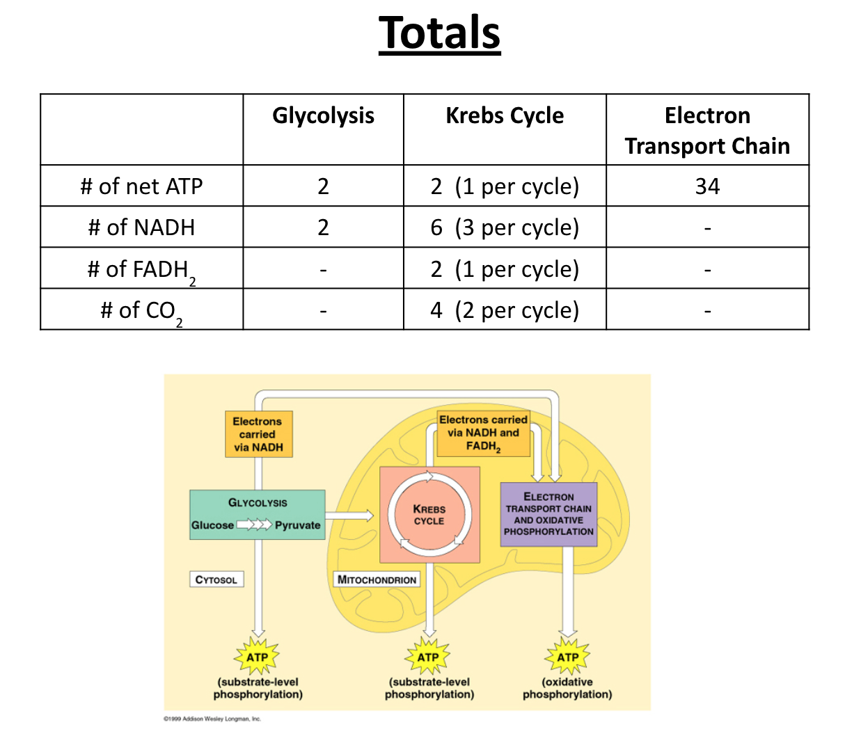 <p><span>As electrons are being passed down, the ATP Synthase produces 34 molecules of ATP</span></p>