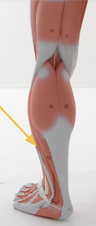 <p>fibularis (peroneus) longus m. </p><p><span>O: head and lateral surface of fibula</span></p><p><span>I: medial cuneiform, metatarsal I</span></p><p><span>Action(s): eversion and plantarflexion of ankle</span></p><p><span>Innervated by superficial fibular nerve</span></p>