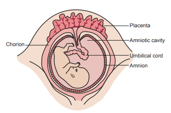 Figure 1: Anatomy of the amniotic sac