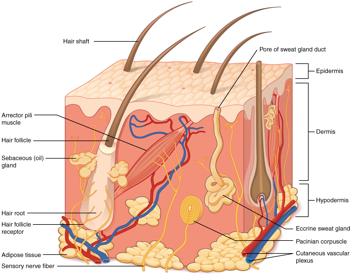 <p>integumentary System</p>