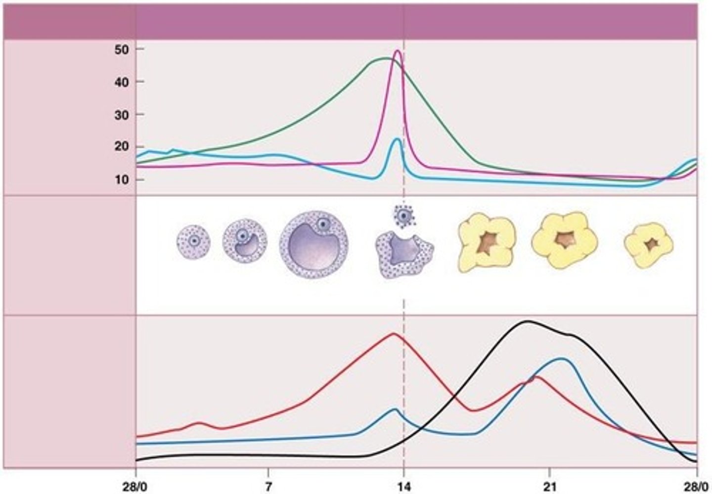 <p>First phase of the ovarian cycle.</p>