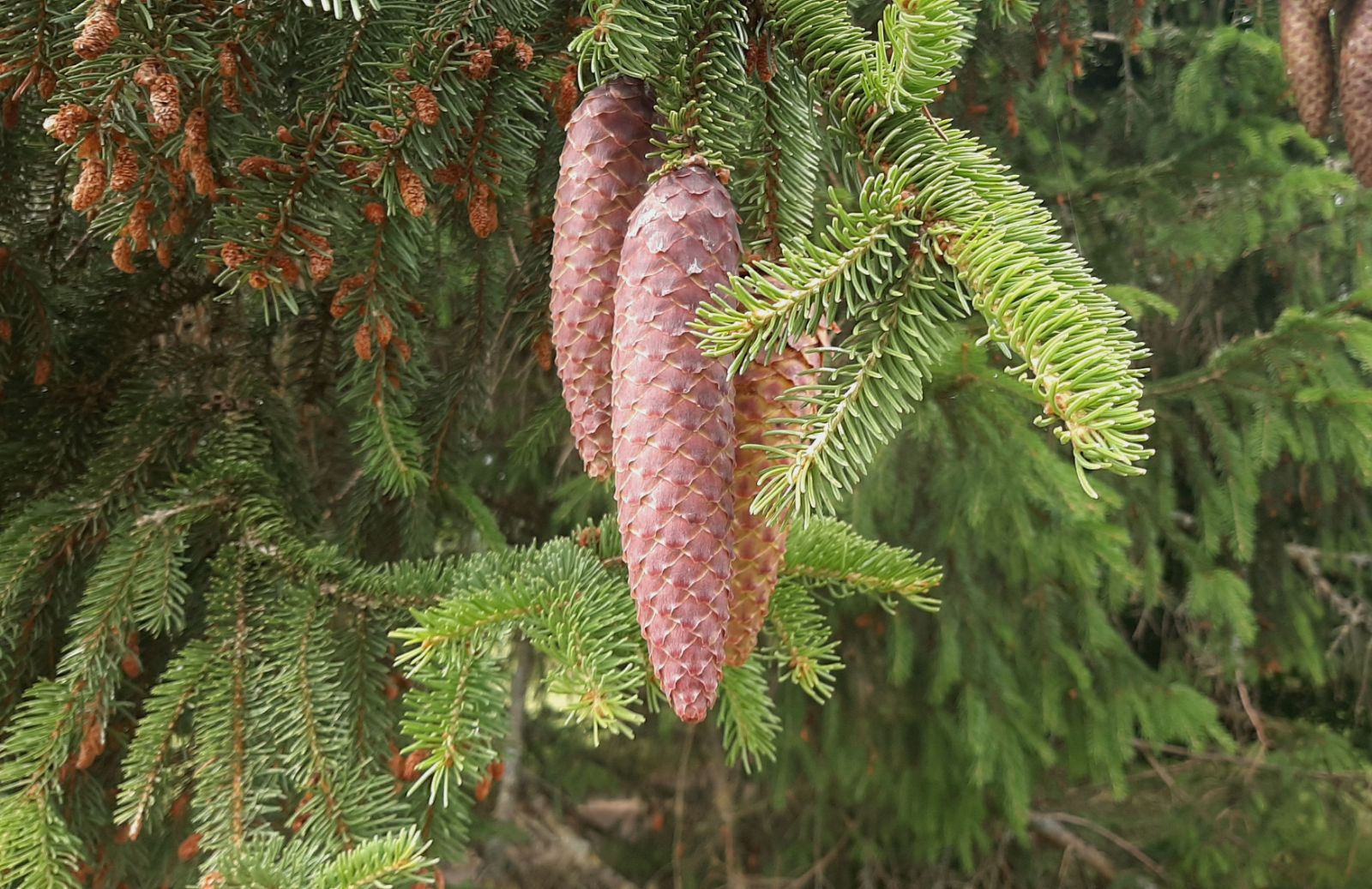 <p>Norway spruce, Picea abies, Pinaceae</p>