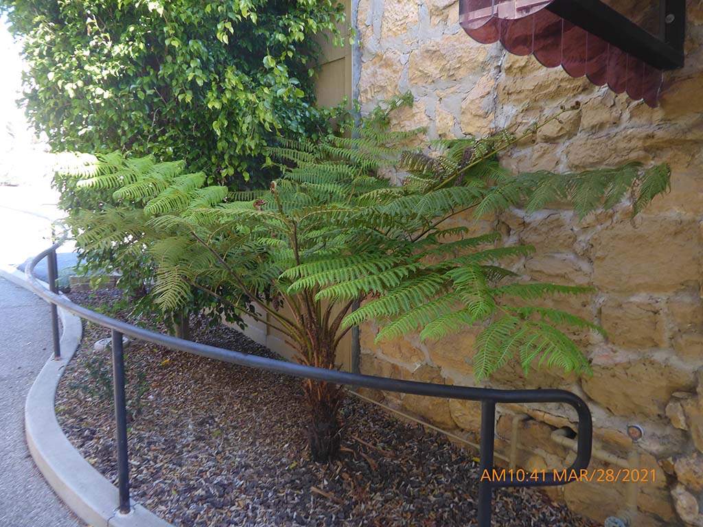 <p>australian tree fern</p>