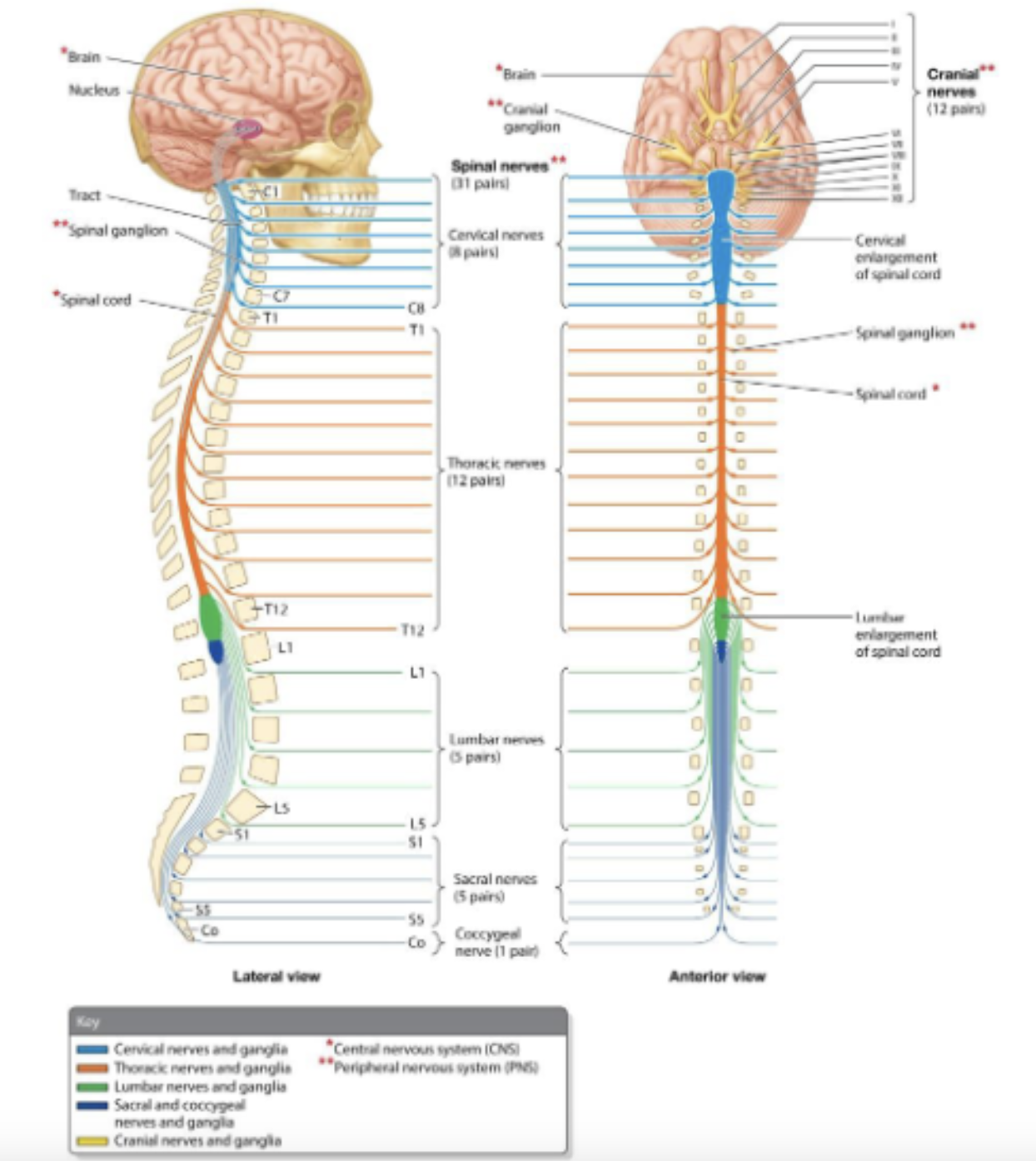 <p>LMN pools; muscles they supply in the spinal cord</p><ul><li><p><u>longitudinal arrangement:</u></p><ul><li><p>LMN pools that<strong><u> innervate the ***UL are located in the ***cervical enlargement of the cord</u></strong></p></li><li><p>LMN pools that<strong><u> innervate the ***trunk are located in the ***thoracic regions of the cord</u></strong></p></li><li><p>LMN pools that ***<strong><u>innervate the LL are located in the lumbar enlargement of the cord</u></strong></p></li></ul></li></ul><p></p>