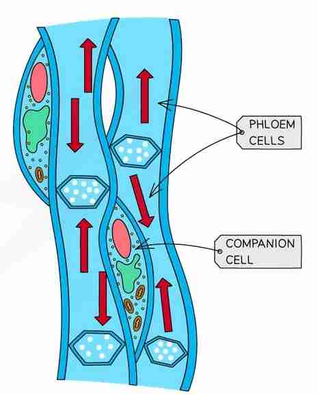 <p>How are phloem cells specialised?</p>