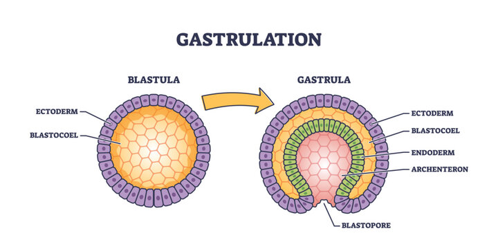 <p>developed from the blastula, now has 3 layers of cells</p>