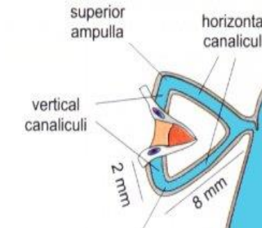 <p>Vertical length : 2 mm</p><p>→ Angle of ampula</p><p>Horizontal length: 8-10mm</p>