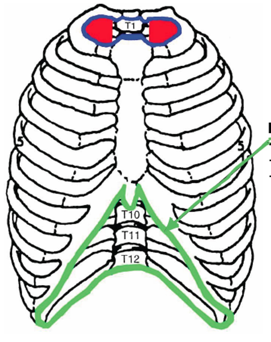 <p>Exit of the chest</p>