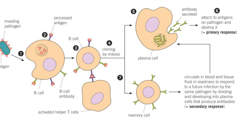 <ul><li><p>an antigen enters blood/tissue fluid</p></li><li><p>antigen attaches to complementory antibody</p></li><li><p>antigen enters B cell by endocytosis and gets presented on its surface</p></li><li><p>T helper cells bind to these processed antigens and stimulate B cell to divide by mitosis</p></li><li><p>all clones produce antibody that is specific to the foreign antigen</p></li></ul><p></p>