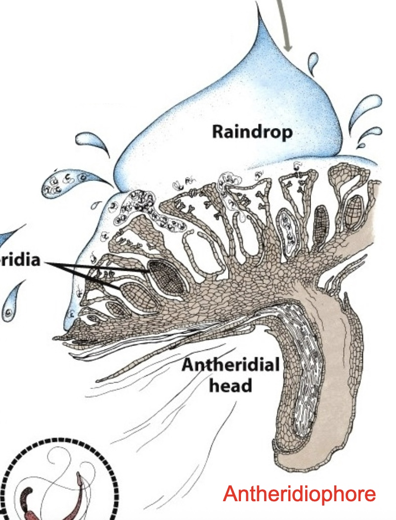 <p>sperm</p>