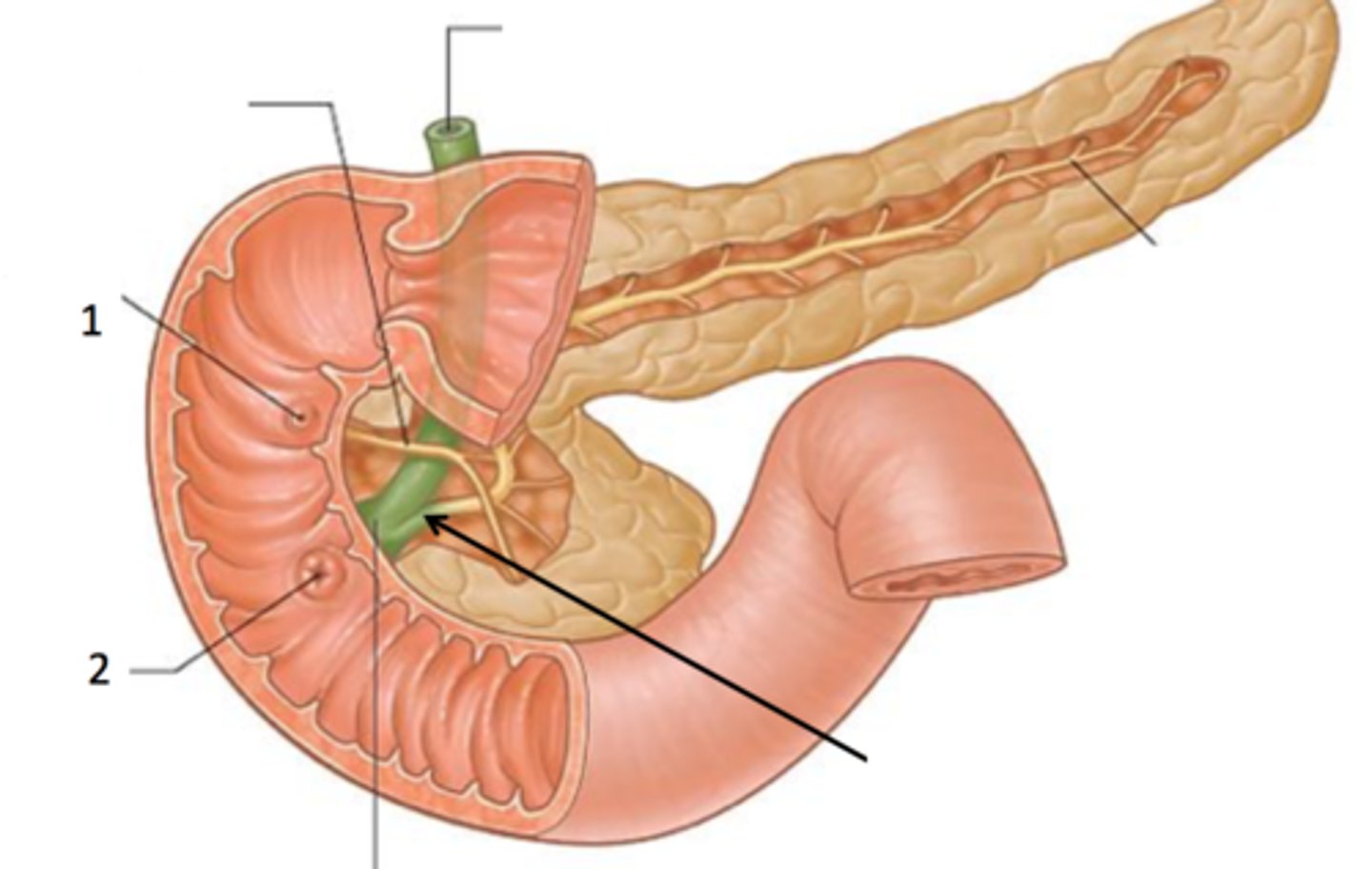 <p>- #1<br>- exit for accessory pancreatic duct</p>
