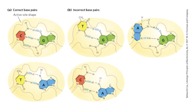 <p>Shape discrimination</p><ul><li><p>formation of W-C interactions: highly favorable b/c of complementary H-bonding capacity + active site that fits W-C interactions perfectly</p></li><li><p>the active site has enough flexibility to enable catalysis of properly matched bases</p></li><li><p>incorrect base pairing results in contortions of the binding pocket to form H-bonds b/w the template and the incoming nucleotide (much less favorable)</p></li></ul><p></p>