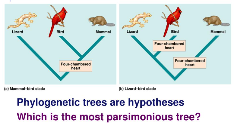 <p>Principle of parsimony</p>