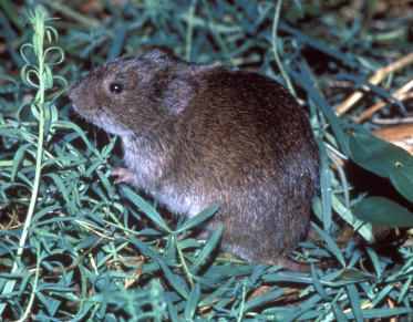 <p><em>Microtus ochrogaster</em></p>