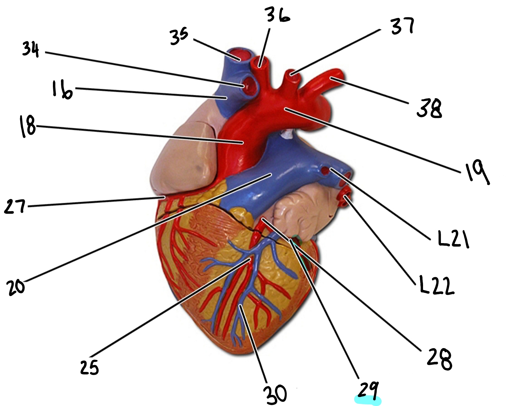 <p>35</p>