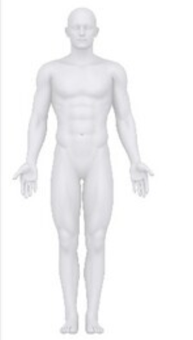 <ul><li><p>Body is erect, feet slightly apart</p></li><li><p>Arms are hanging at sides with palms facing forward</p></li><li><p>Head and eyes are facing forward</p></li></ul><p></p>